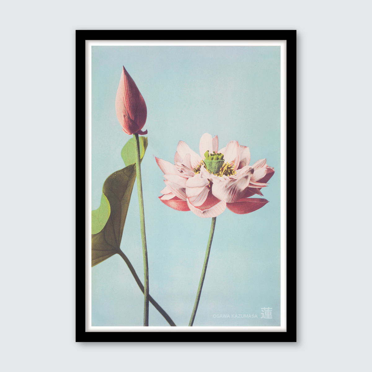 Lotus Flowers
