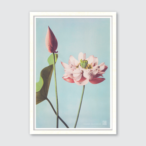 Lotus Flowers