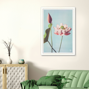 Lotus Flowers