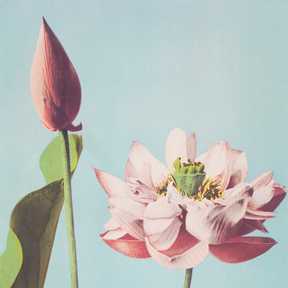 Lotus Flowers