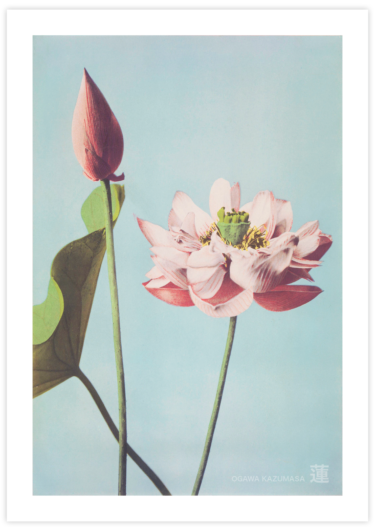 Lotus Flowers