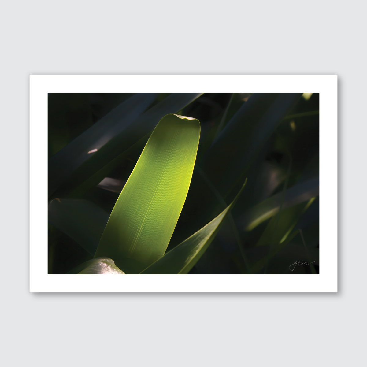 A close-up photograph of a green leaf illuminated by light, with a blurred background of foliage.
