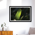 Luminous Leaf