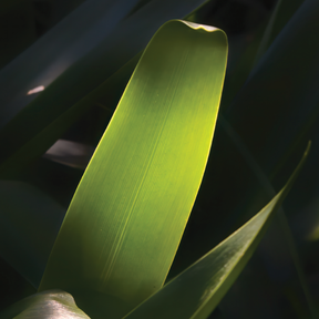 Luminous Leaf