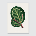 A printed art piece featuring a detailed illustration of green and red Maranta Illustris leaves on a white background, with the name 'Maranta Illustris' labeled at the bottom.