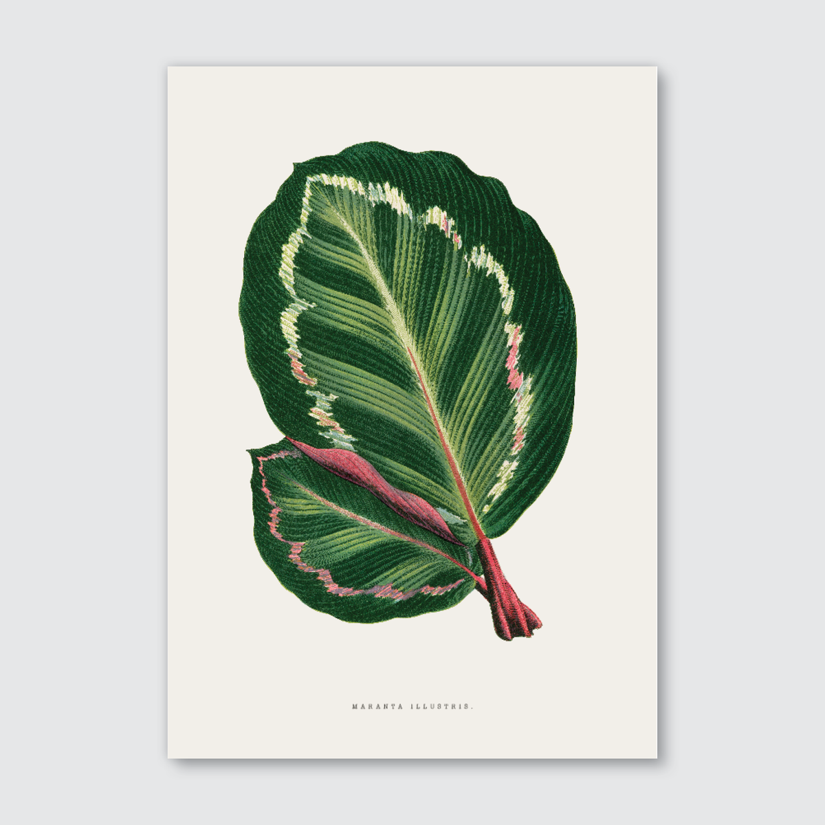 A printed art piece featuring a detailed illustration of green and red Maranta Illustris leaves on a white background, with the name 'Maranta Illustris' labeled at the bottom.