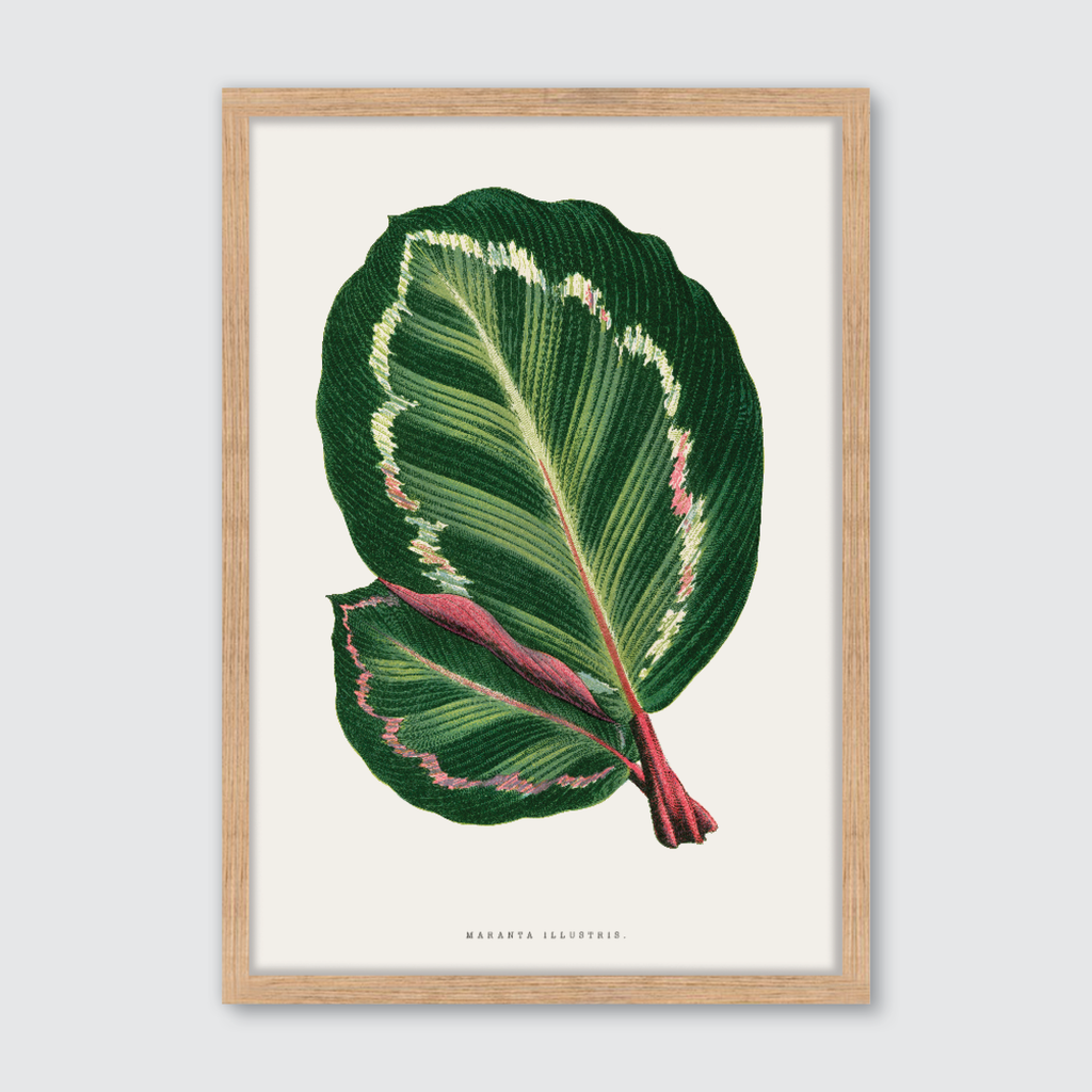 Maranta Illustris