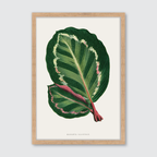 Maranta Illustris