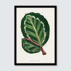 Maranta Illustris