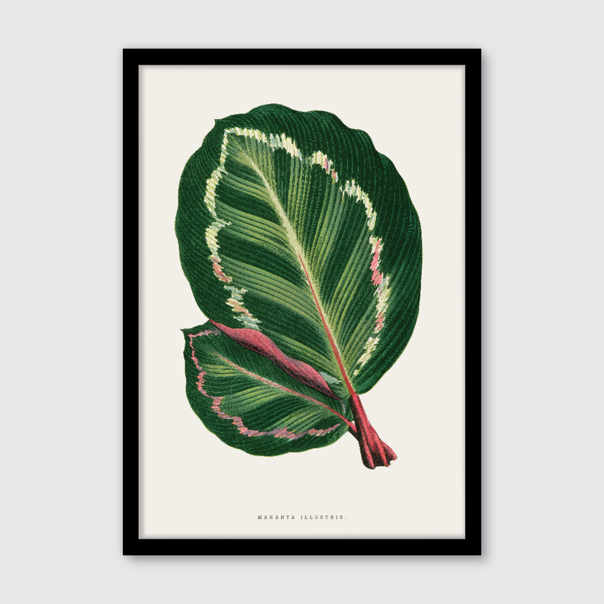 Maranta Illustris