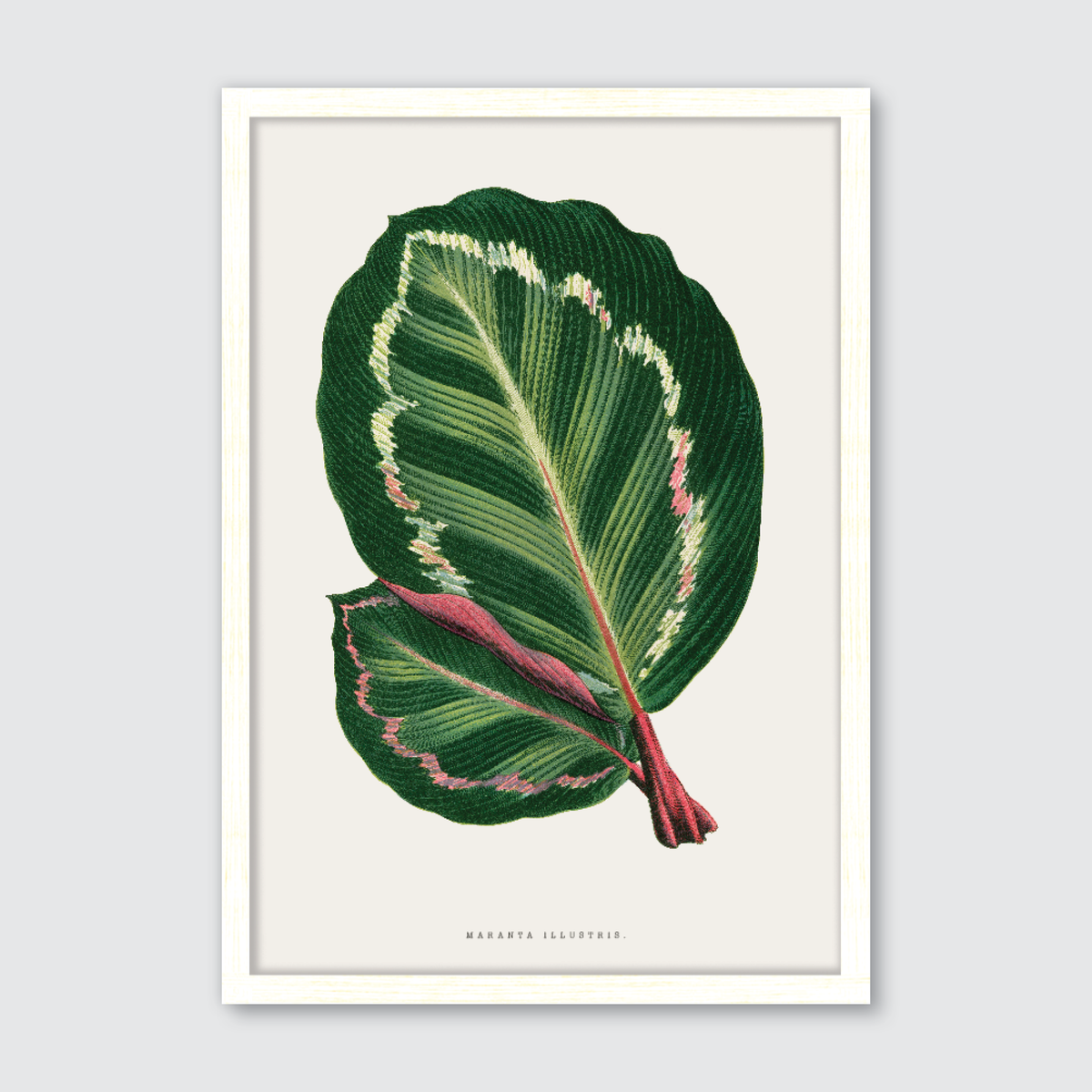 Maranta Illustris