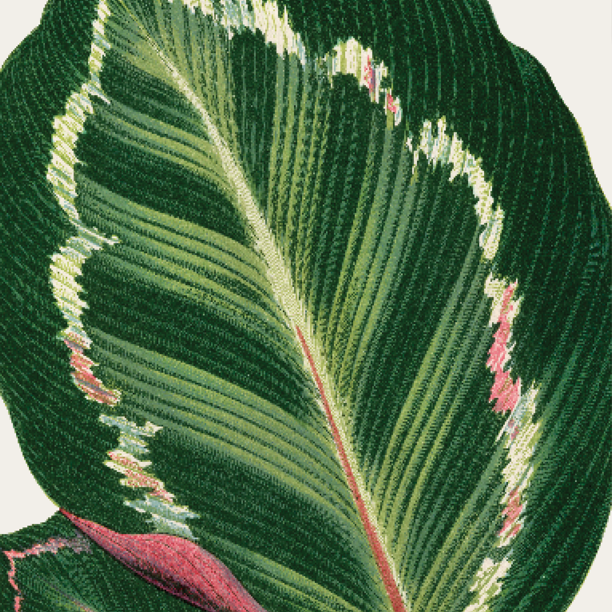 Maranta Illustris
