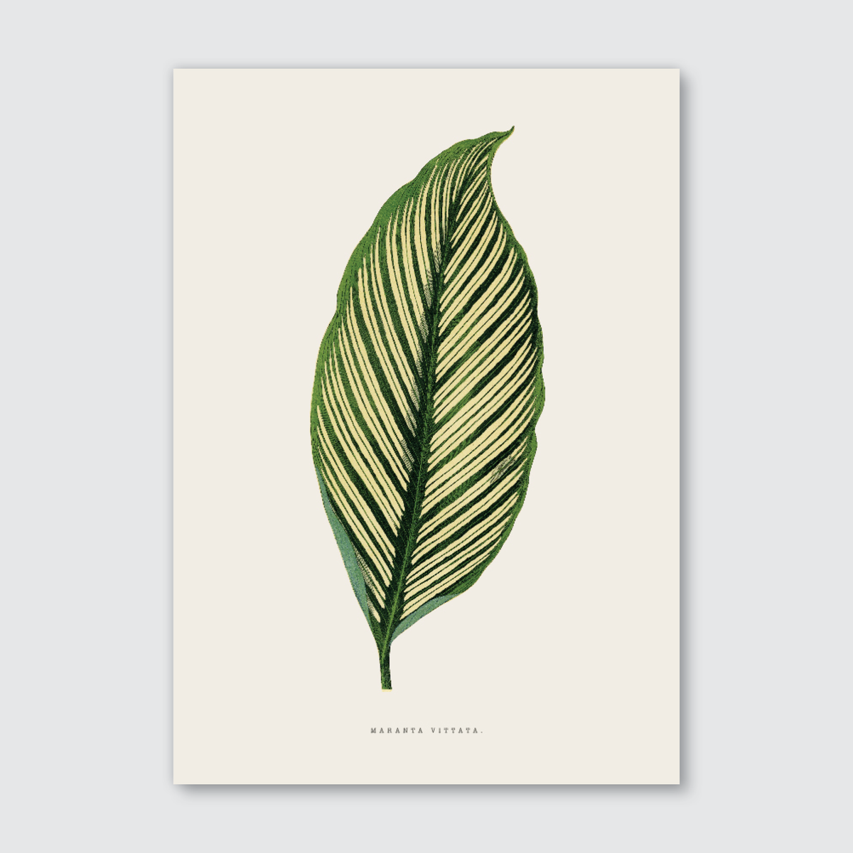 A print of a single Maranta Vittata leaf with distinctive green and white feather-like veins against a white background.