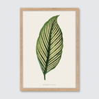 Maranta Vittata