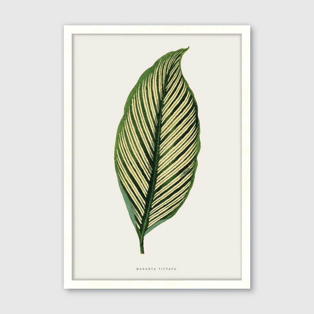 Maranta Vittata