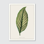 Maranta Vittata