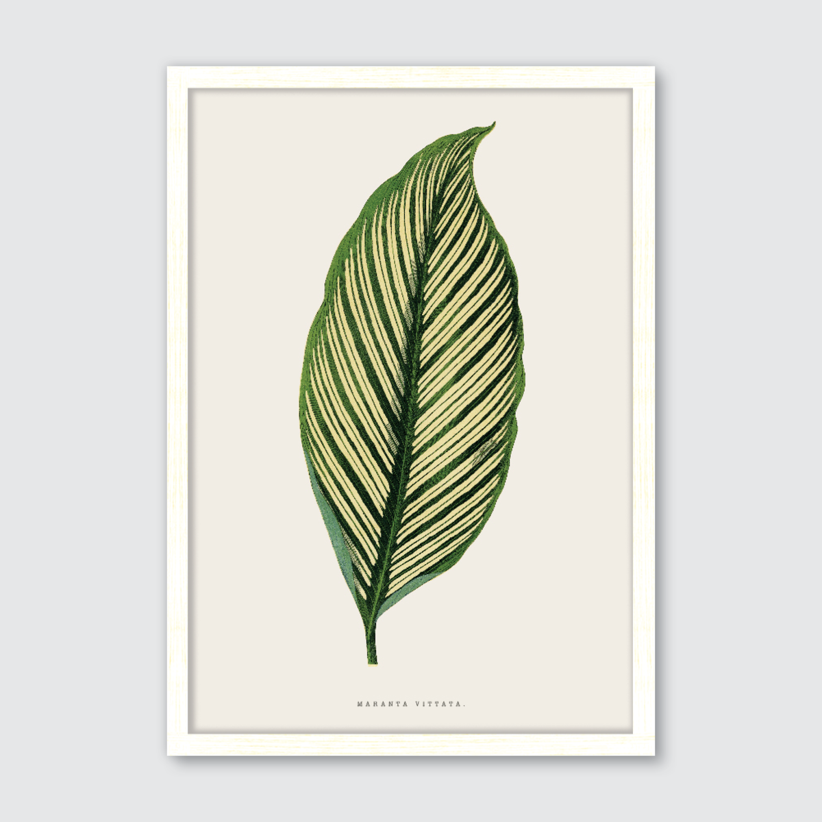 Maranta Vittata