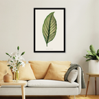 Maranta Vittata