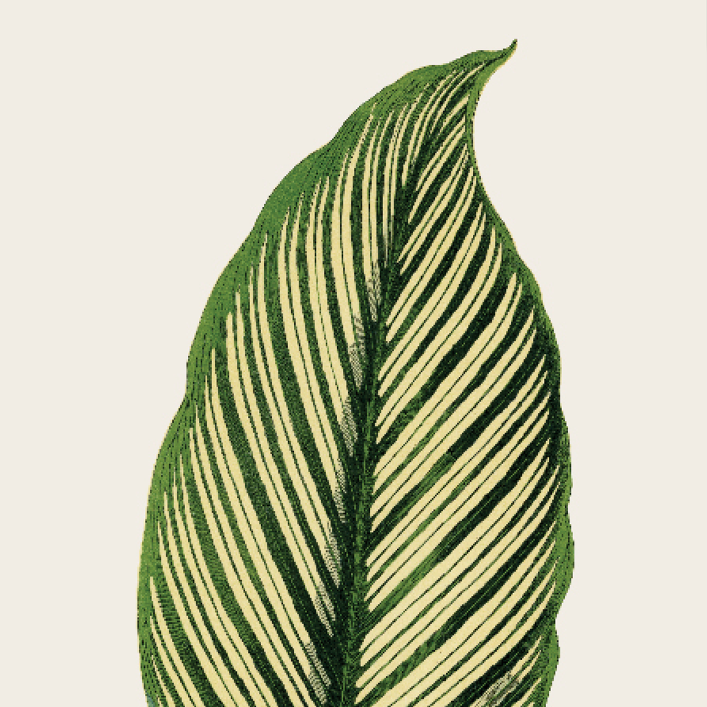 Maranta Vittata