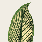 Maranta Vittata