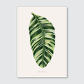 A printed art piece depicting a single green and white striped leaf of the Musa Vittata plant, with the name 'Musa Vittata' labeled at the bottom.