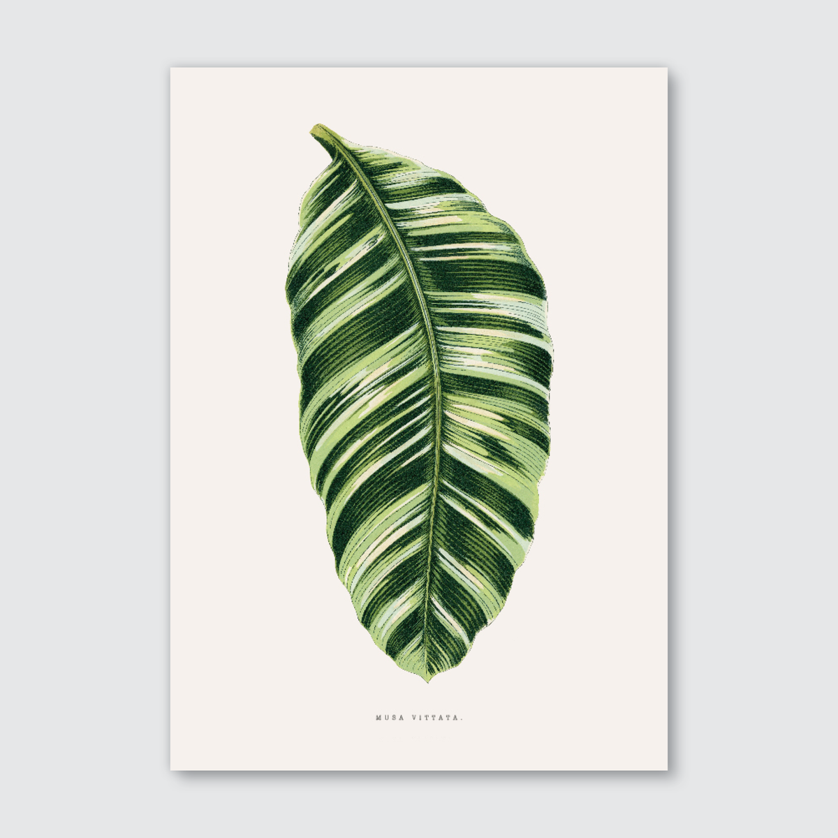 A printed art piece depicting a single green and white striped leaf of the Musa Vittata plant, with the name 'Musa Vittata' labeled at the bottom.