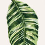 Musa Vittata
