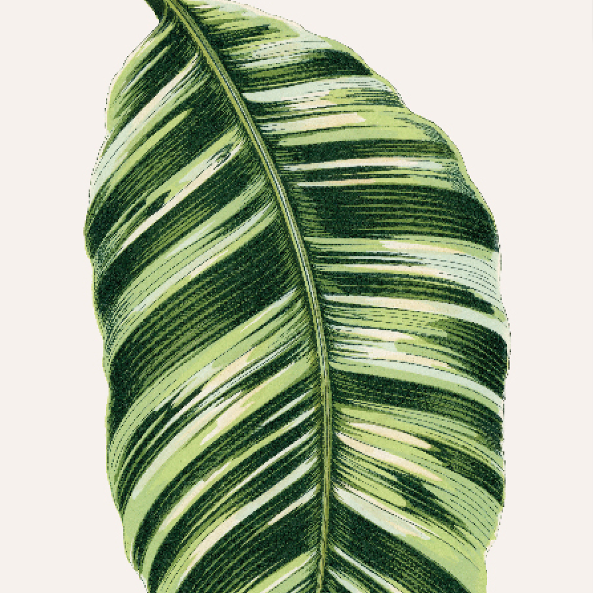 Musa Vittata