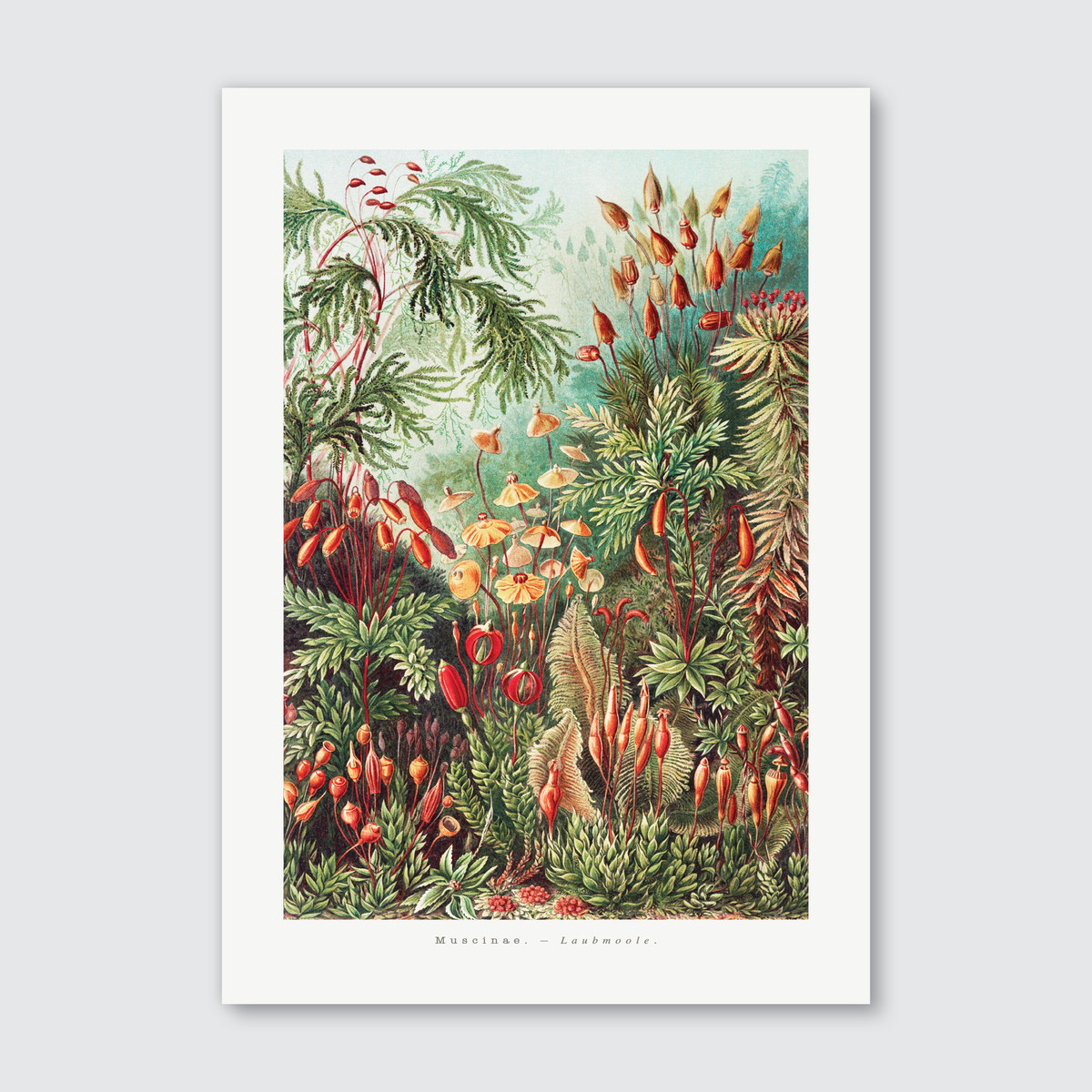 A vibrant and detailed art print featuring an illustration of various plants and mosses with earthy greens, subtle browns, and whispers of gold, titled 'Muscinae–Laubmoose' from Ernst Haeckel’s 'Kunstformen der Natur'.