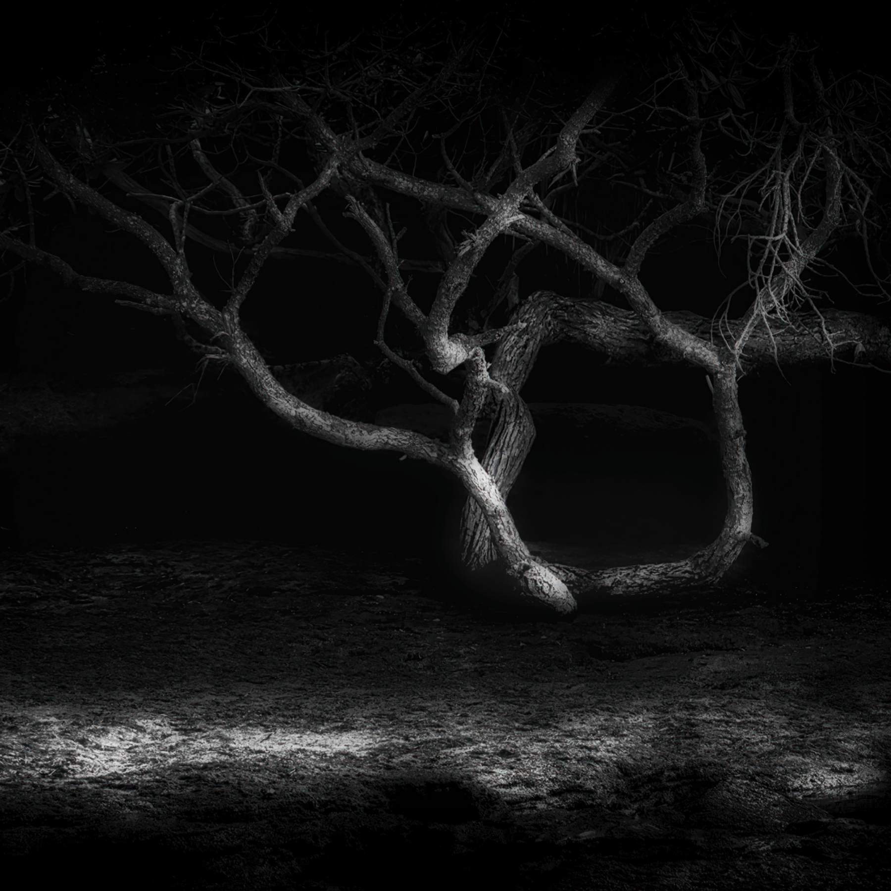 Night Tree