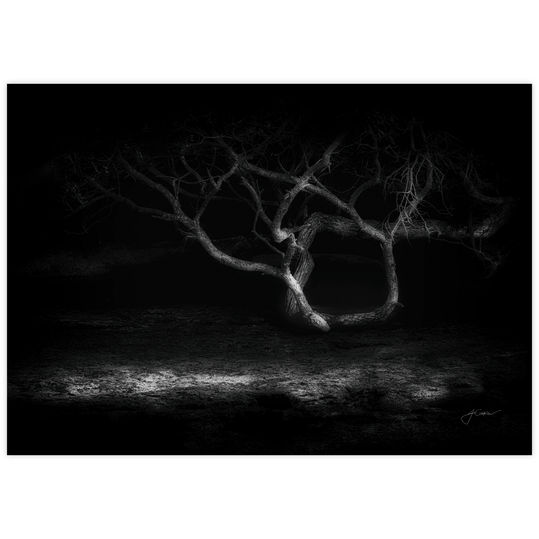 Night Tree