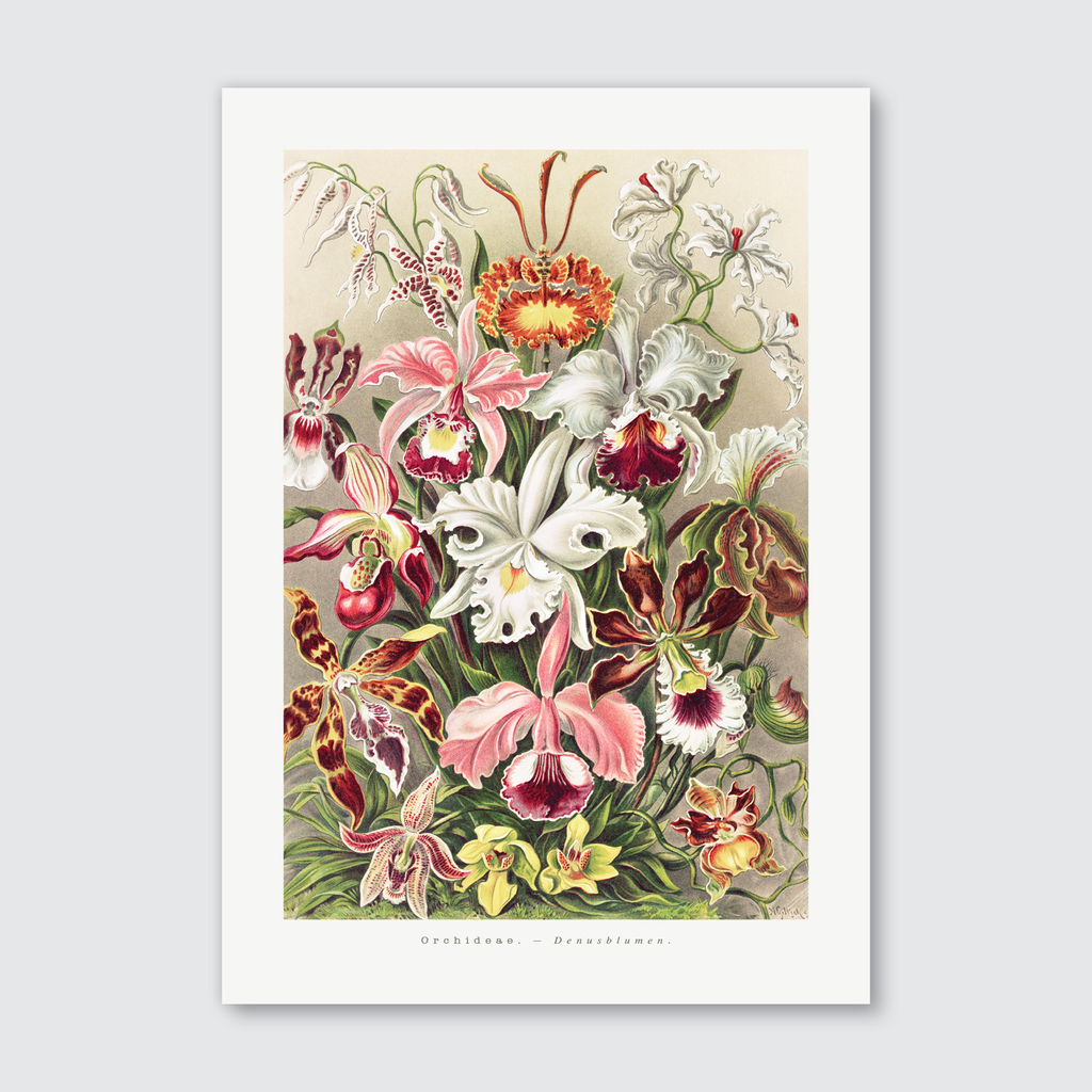 A vibrant and detailed vintage illustration of various orchids with rich purples, radiant pinks, and touches of golden yellow.