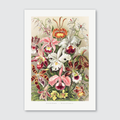 A vibrant and detailed vintage illustration of various orchids with rich purples, radiant pinks, and touches of golden yellow.