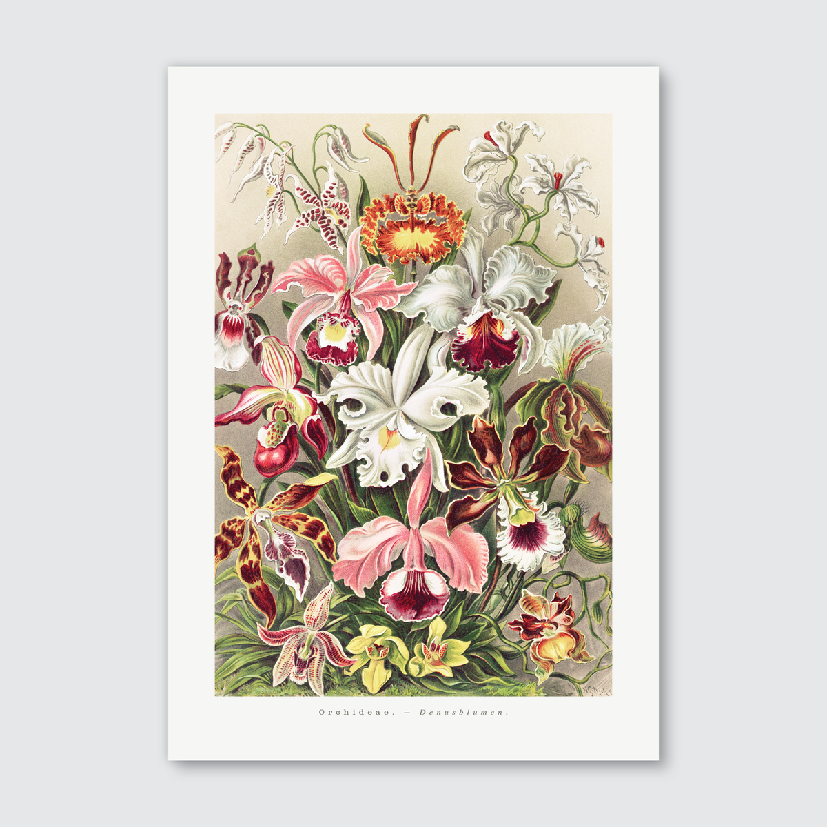 A vibrant and detailed vintage illustration of various orchids with rich purples, radiant pinks, and touches of golden yellow.