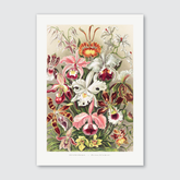 Orchideae–Denusblumen