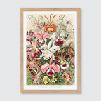 Orchideae–Denusblumen