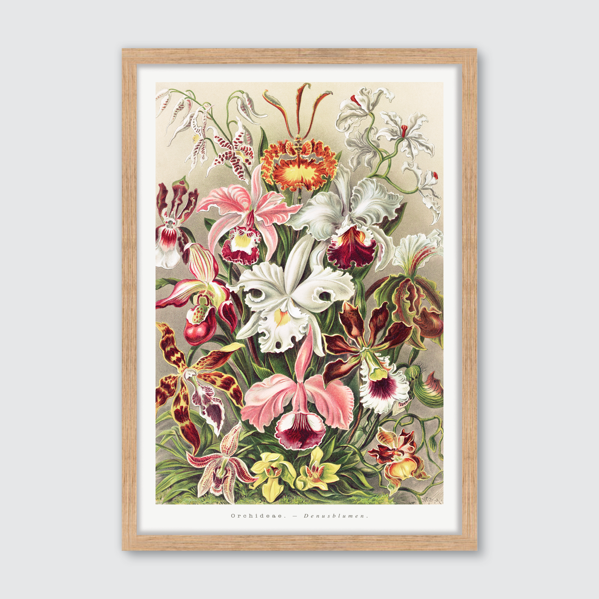 Orchideae–Denusblumen