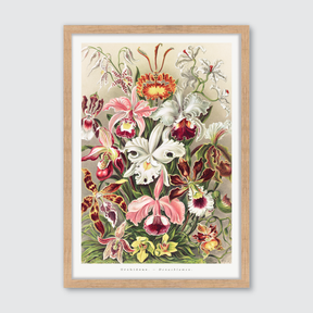 Orchideae–Denusblumen
