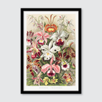 Orchideae–Denusblumen