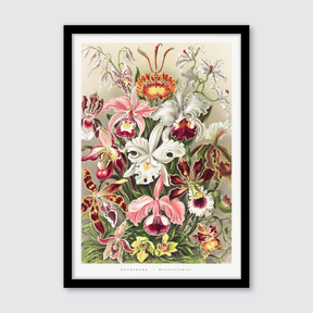 Orchideae–Denusblumen