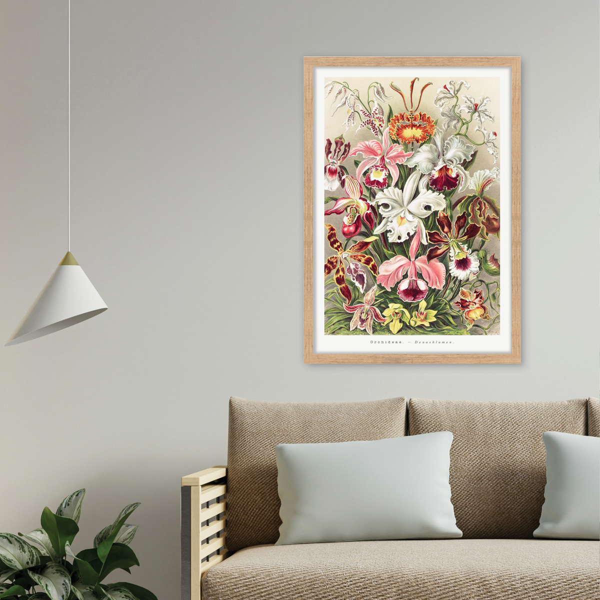 Orchideae–Denusblumen