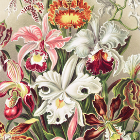 Orchideae–Denusblumen