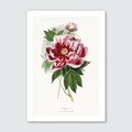 Peony Flower