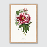 Peony Flower