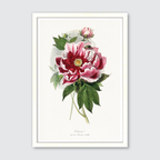 Peony Flower