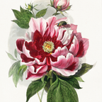 Peony Flower