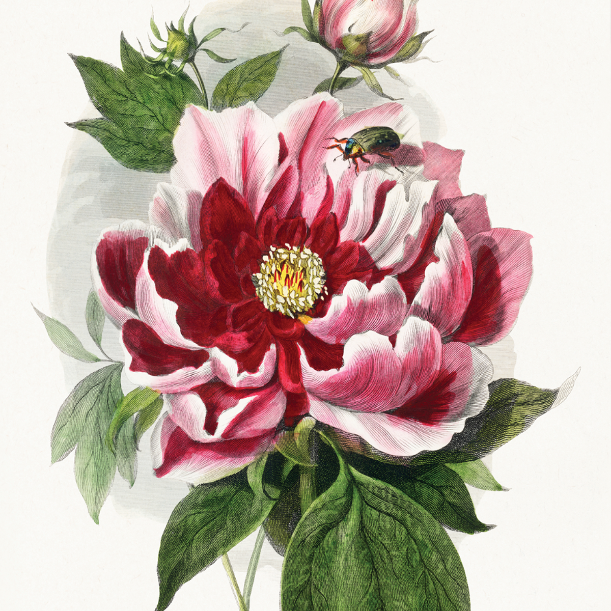Peony Flower