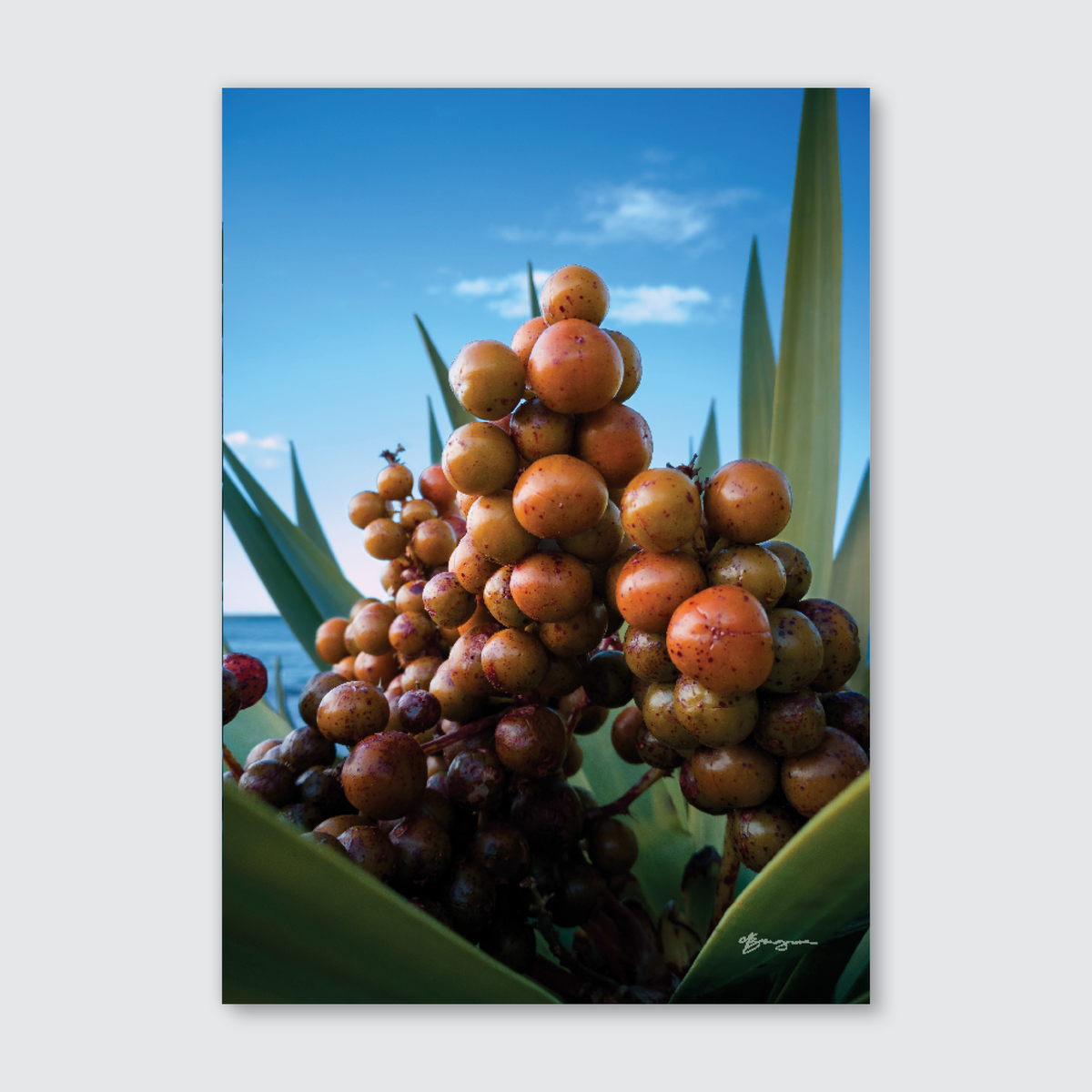 A close-up photograph of a cluster of spherical plant fruits with a background of blue sky and green leaves.