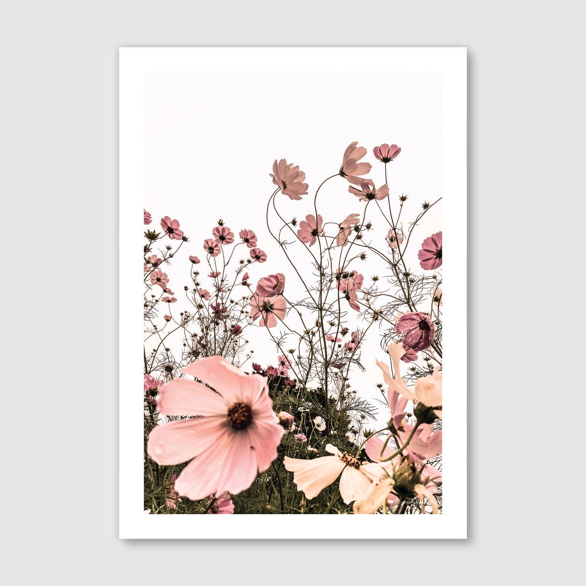 A photograph of soft pink wild daisies with a natural white background, showcasing the flowers' delicate petals and stems.