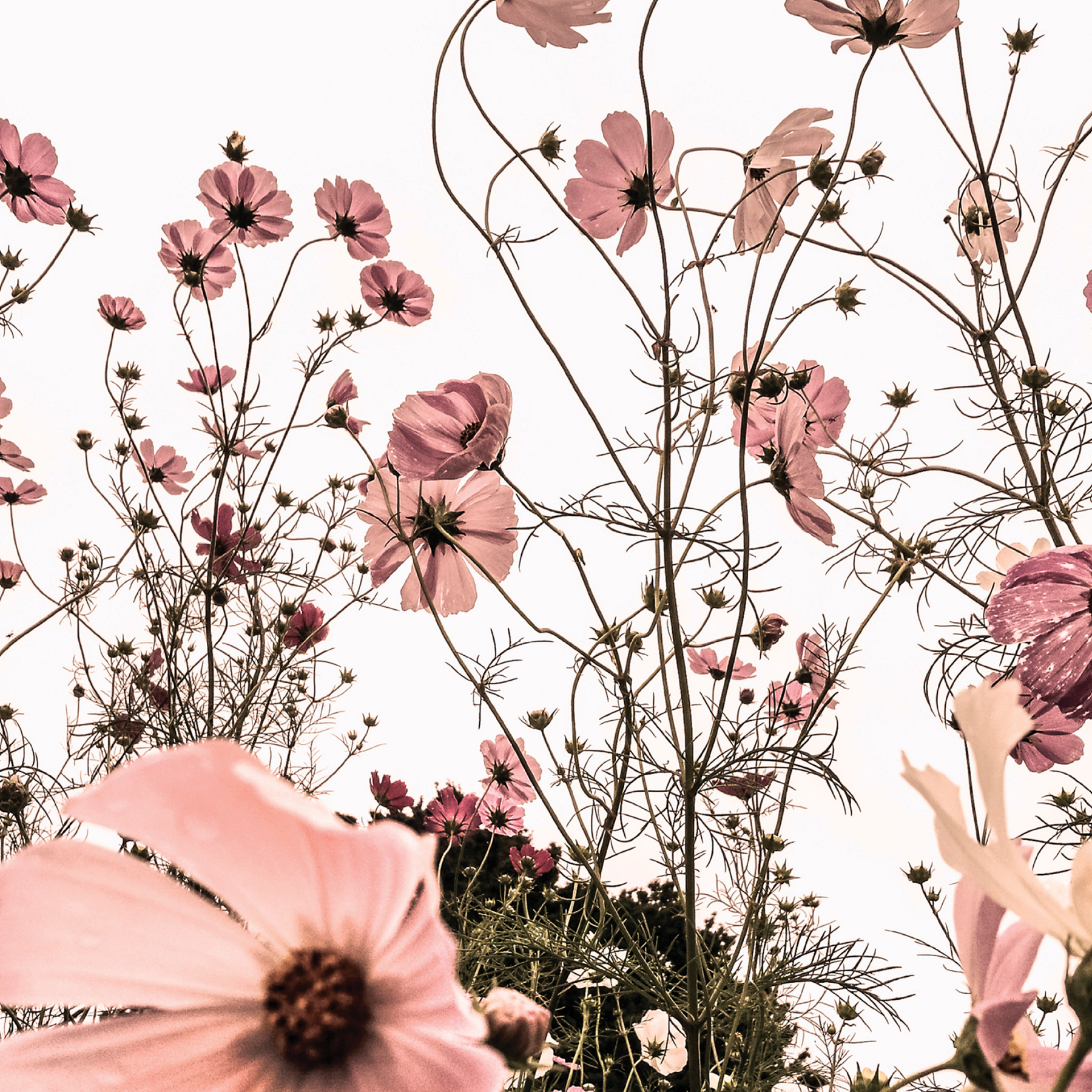 Pink Daisies